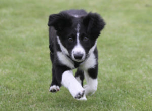 lincs-dog-training-puppy