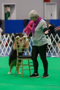 Lincsdogtraining-img-16