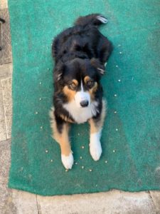 Lincsdogtraining-img-22