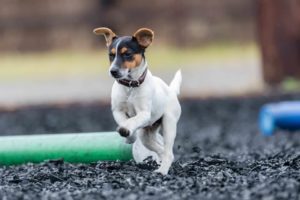 Puppy jack russel