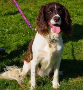 Spaniel main photo