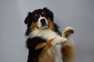 Black and white dog begging