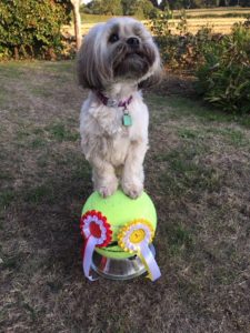 Bruno HTM rosettes 2018
