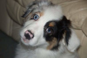 Cute puppy