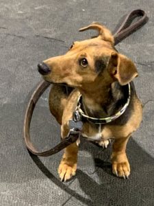 Dacshund puppy