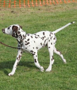 Dalmatian