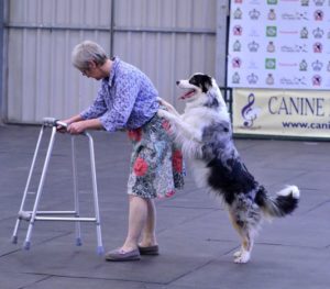 Jumping Dog - Lincs