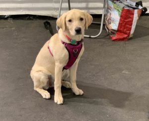 Labrador puppy
