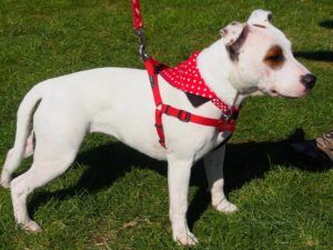 Staffordshire Bull Terrier