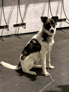 Mixbreed in a sit