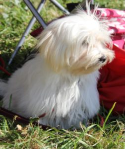 Puppy maltese