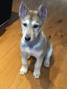 Puppy sitting