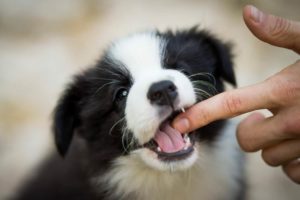 Puppy with sharp teeth