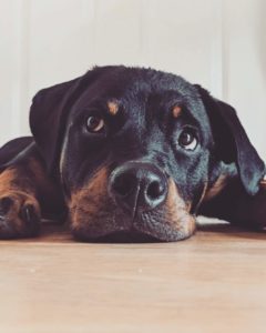 Rotweiller puppy