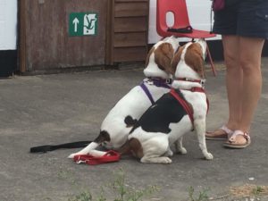 Sitting Beagles