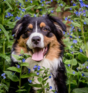 Smiling Australian Shepherd