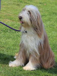 linc-dog-training-103