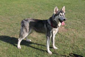 linc-dog-training-106