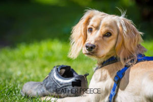 linc-dog-training-107