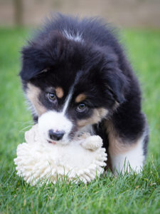 linc-dog-training-puppy-ball