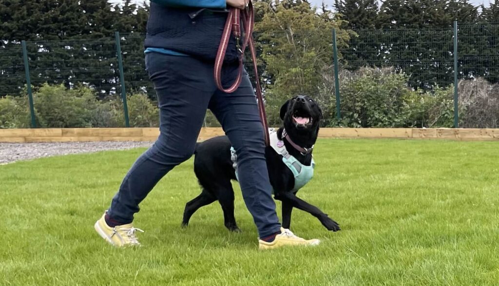 Loose Lead Walking