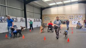 Assistance dog