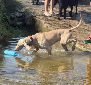 Gun dog dummy and water 2
