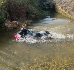 Gun dog dummy and water