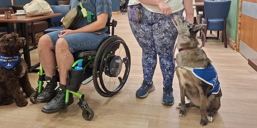 Assistance Dog 1 cropped