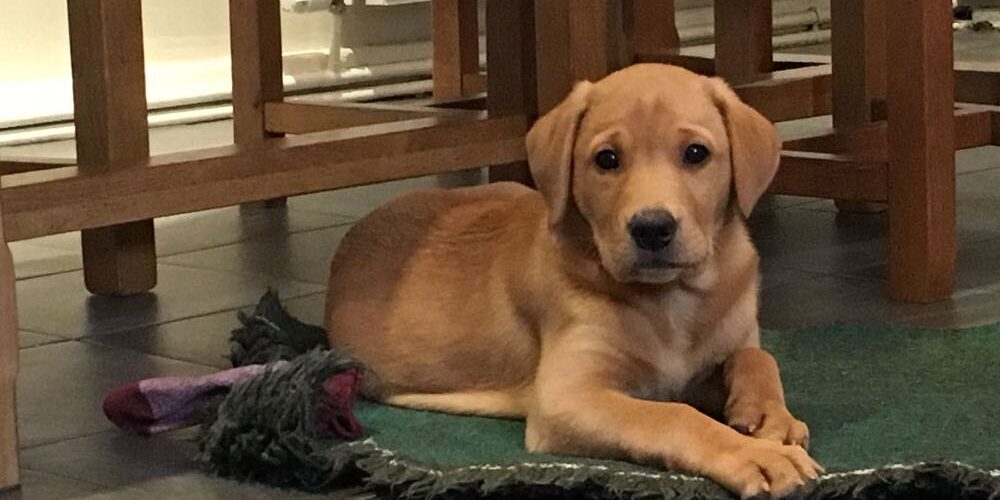 Chester Labrador puppy
