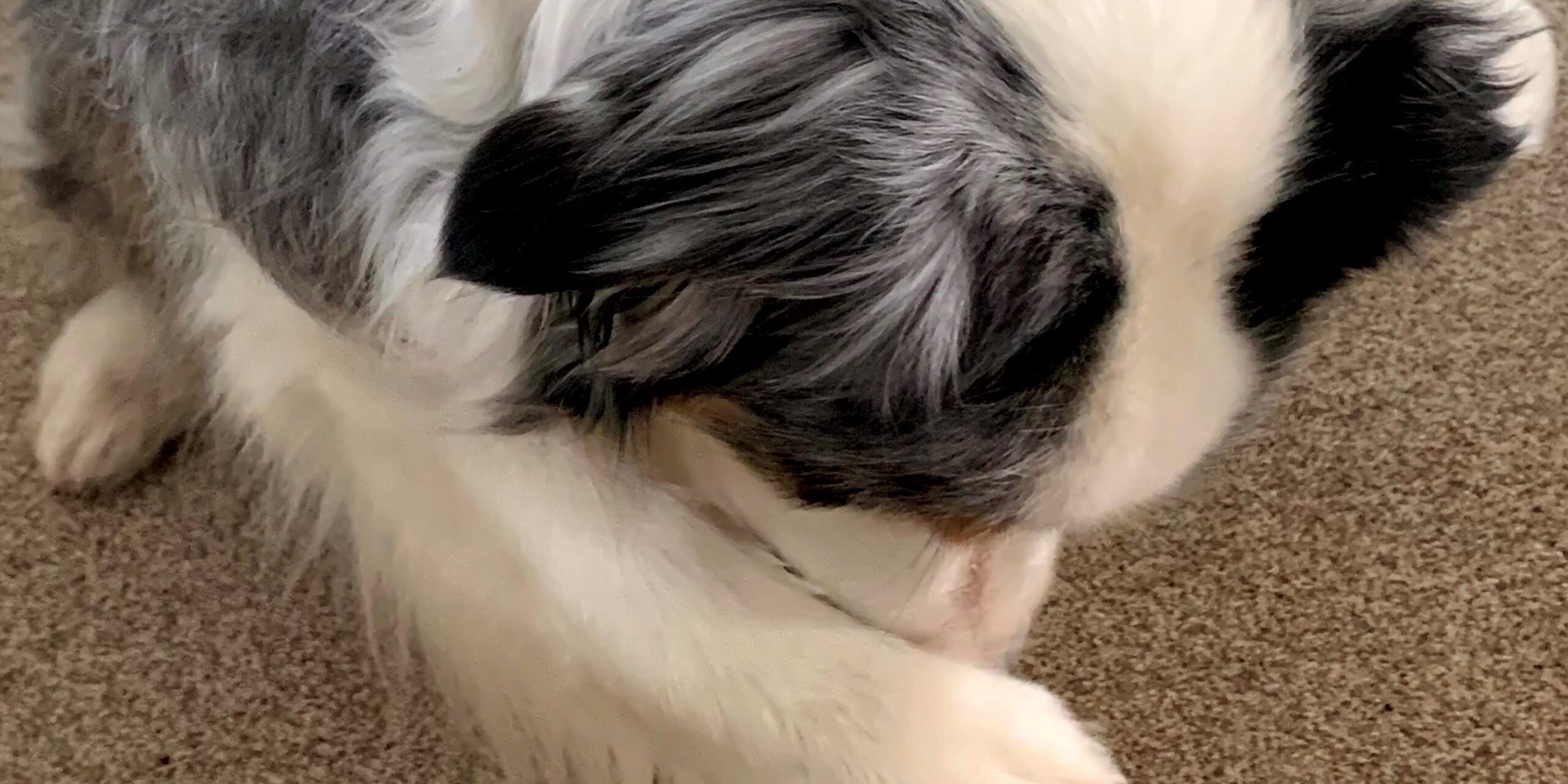 Dog hiding face main photo