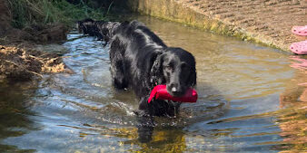 Gun dog water and dummy