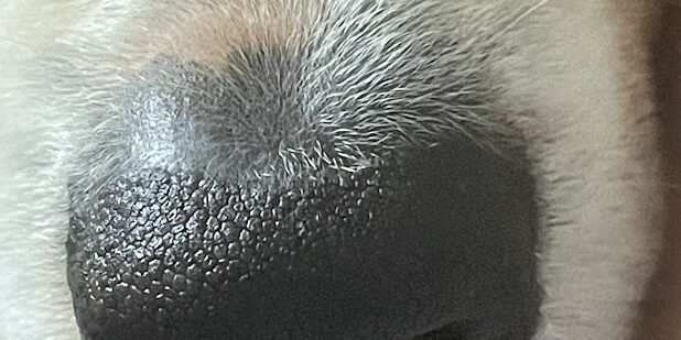 Canine Scent detection