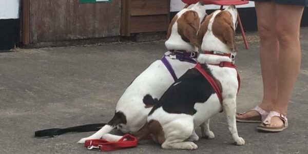 Sitting Beagles