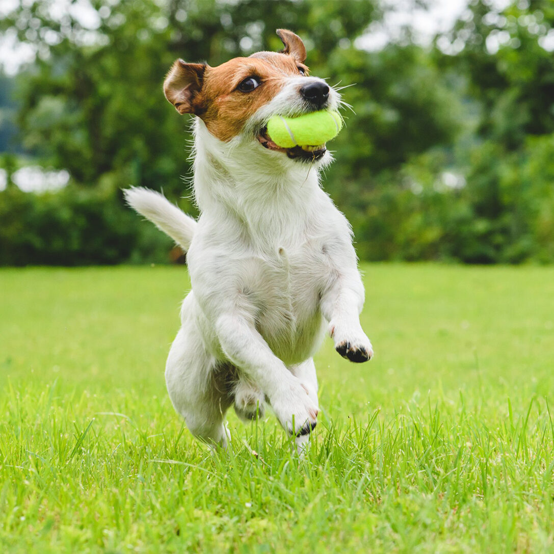 linc-dog-training-13