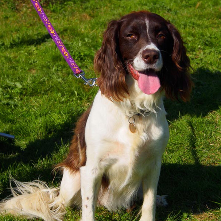 linc-dog-training-meet-folly